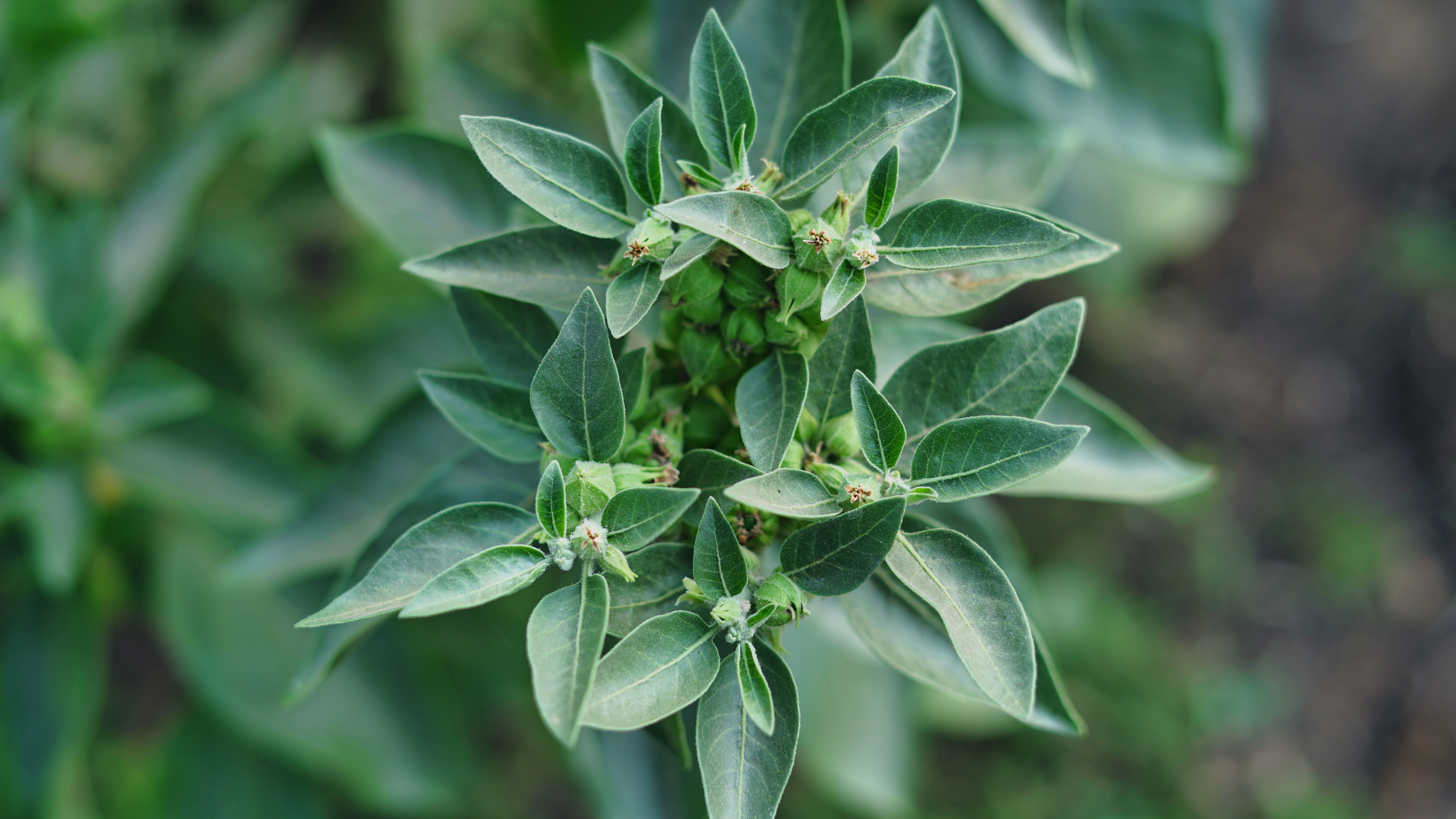 Cover image 1 for Key Plant-Based Market Trends 2024