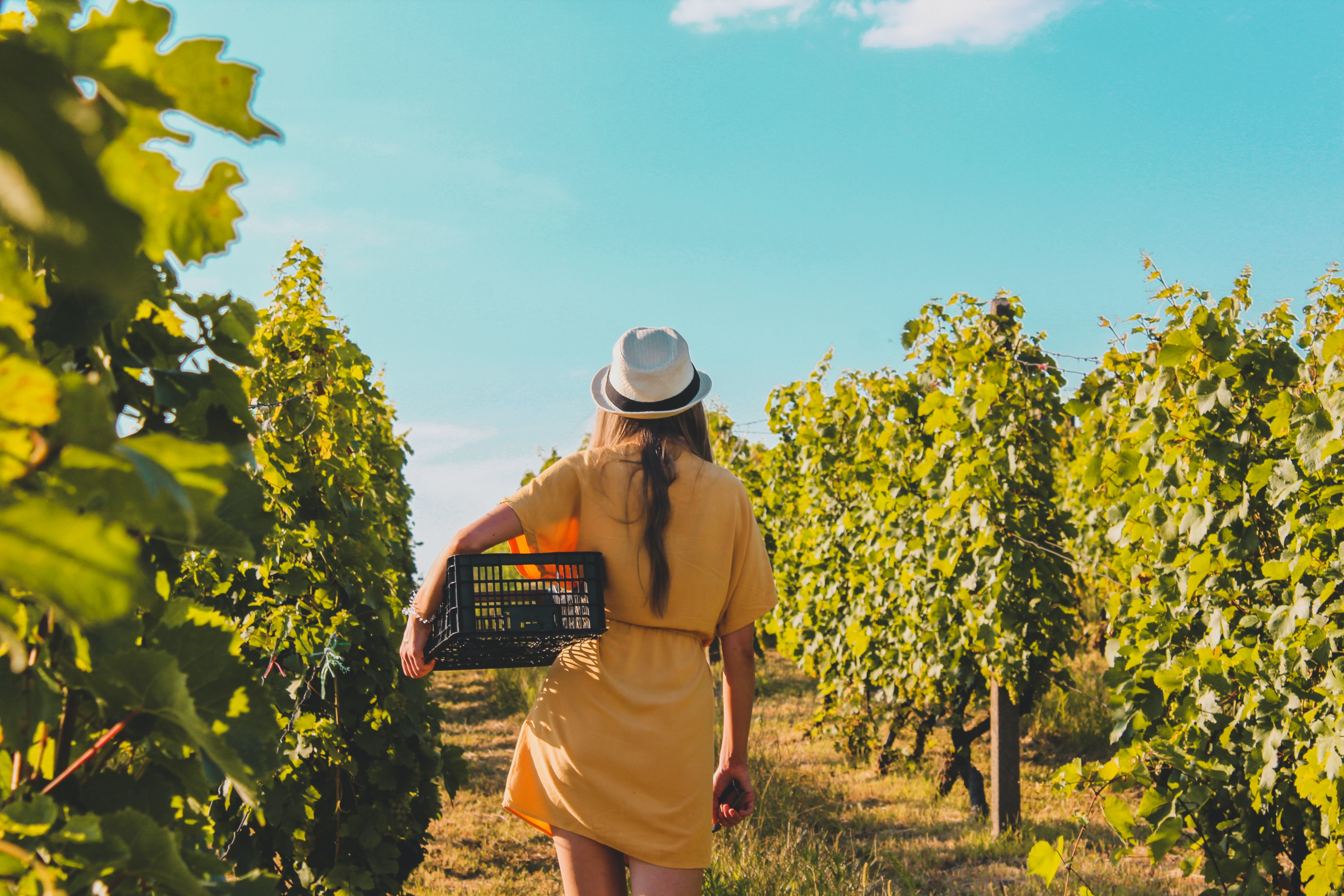 Cover image 1 for Webinar: Alcohol industry &ndash; what&rsquo;s now and what&rsquo;s next?