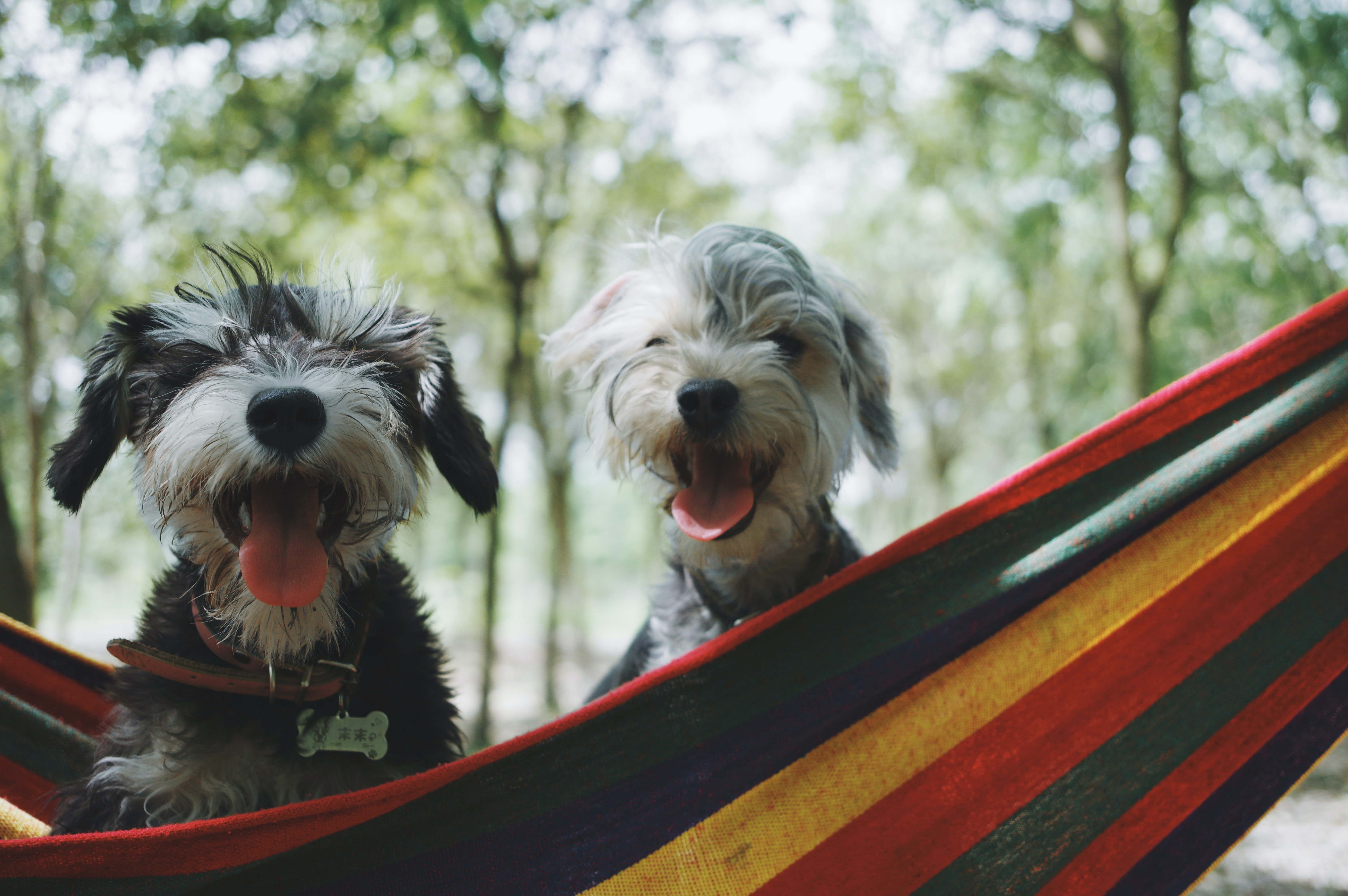 Cover image 1 for NIQ Global Pet