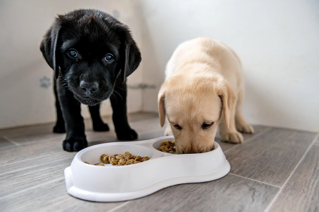 Cover image 1 for BASES Pet Supplies