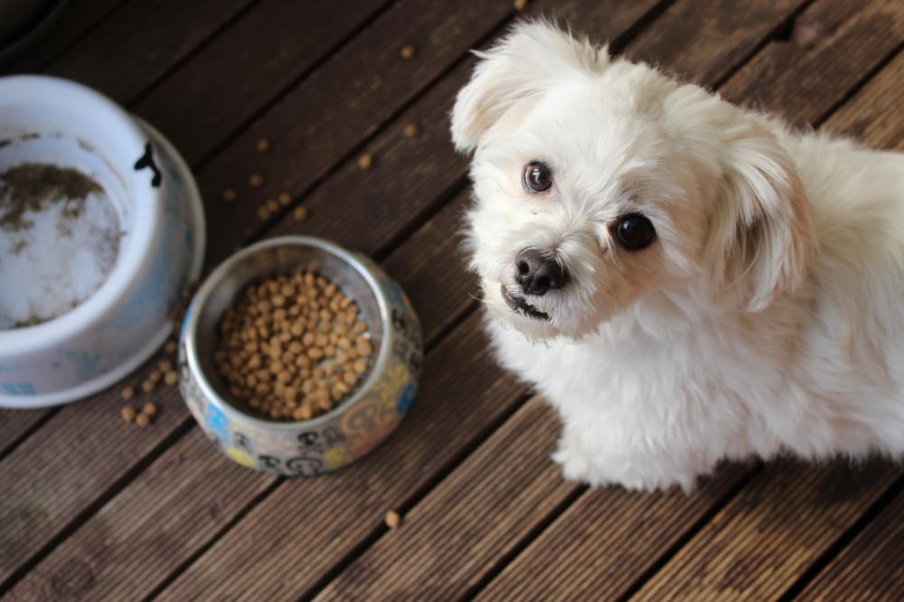 Hero image for The pet food trends and attributes that drove in-store sales and online searches in 2020-2021