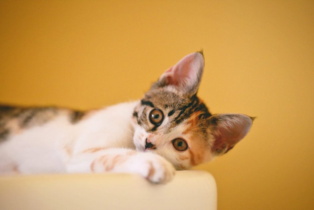Hero image for A surprising insight into pet ownership demographics