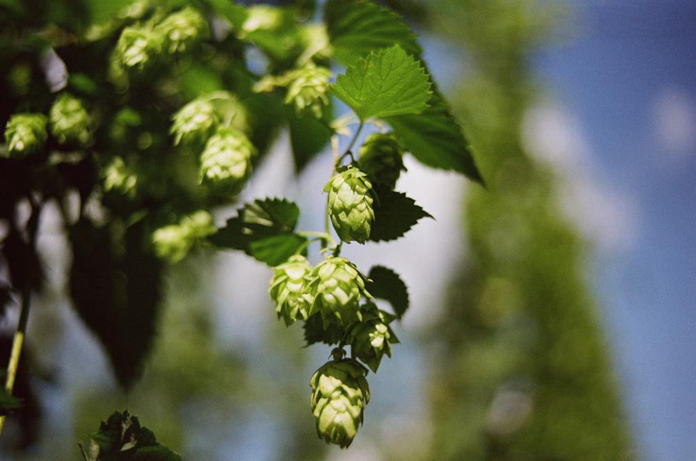 Hero image for Hop water: A new non-alcoholic beverage trend