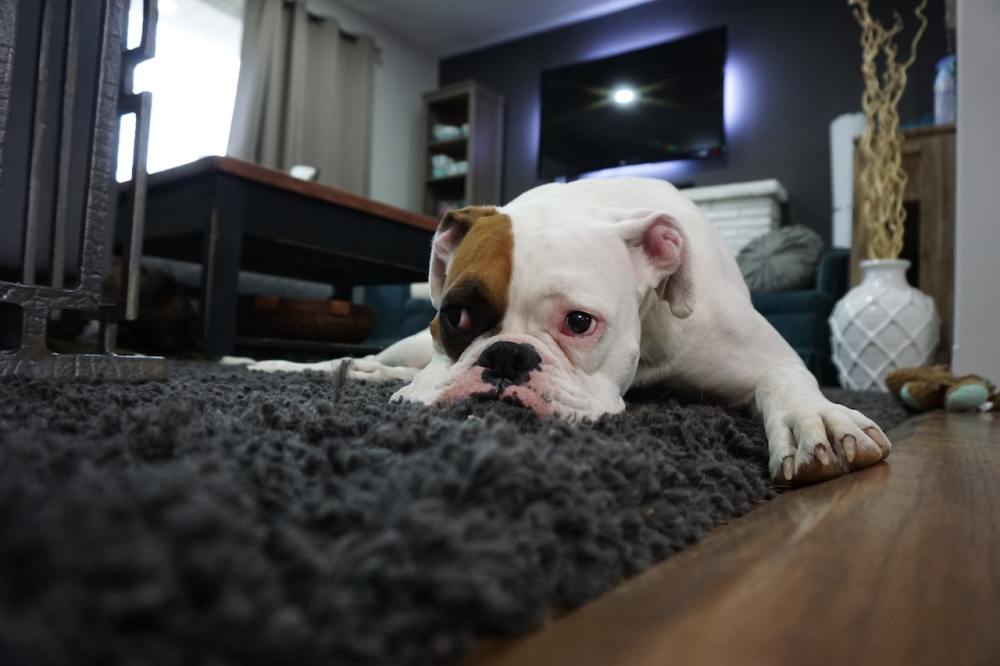 English bull dog resting on a living room rug