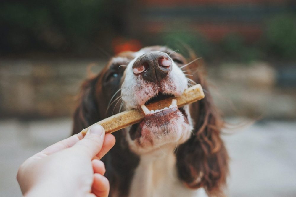 Hero image for 2023 Pet Trends for Pet Food and Pet Supply Brands