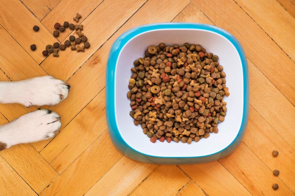 Pet Food in Bowl