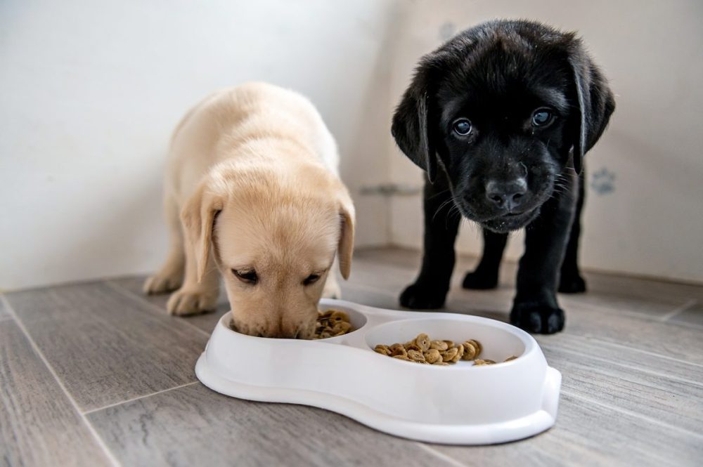 Two pets eat from a dish