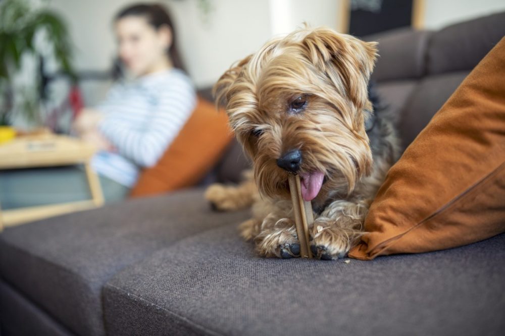 Hero image for Pet food trends shaping the industry in 2023