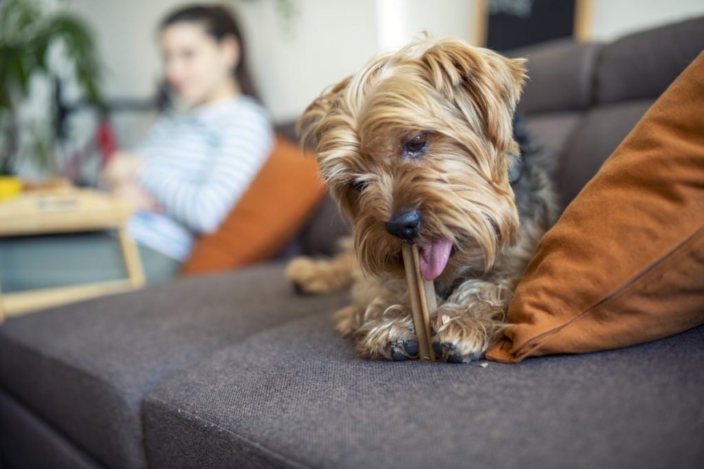 Pet food trends shaping the industry in 2023