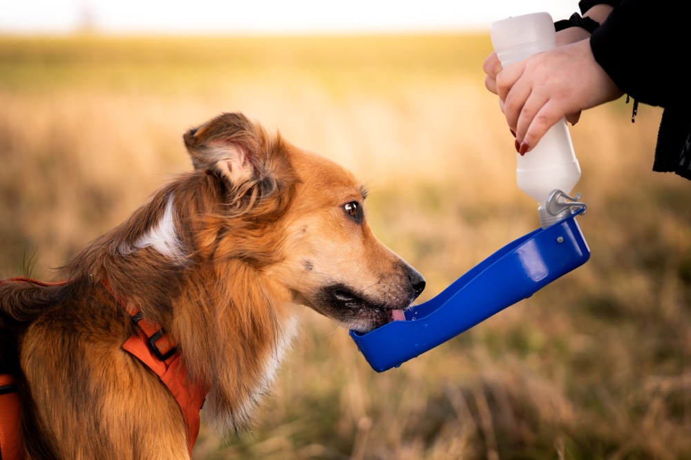 Hero image for Global Pet Expo 2025: Key Trends & Themes