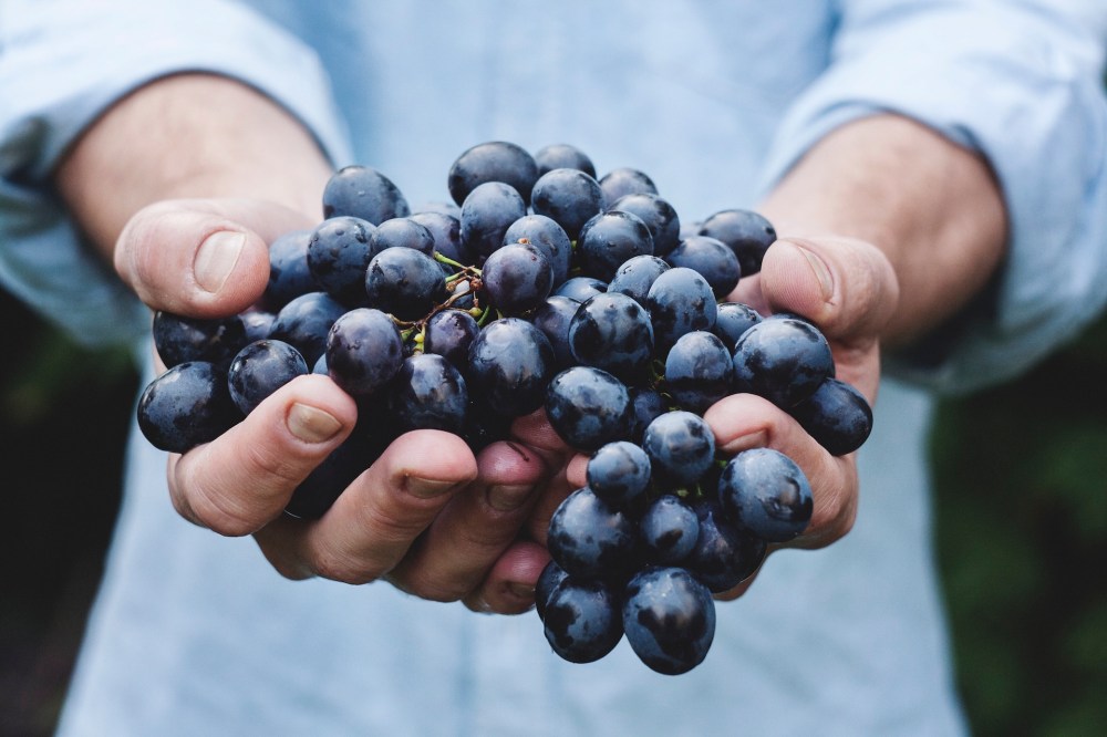 gut health blueberry