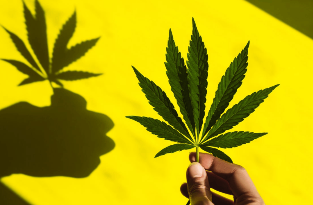 cannabis